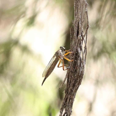 Cerdistus sp. (genus) (Slender Robber Fly) at O'Connor, ACT - 24 Dec 2022 by ConBoekel