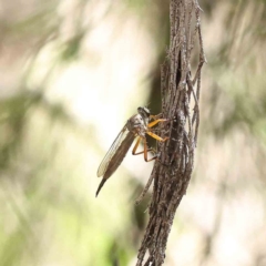 Cerdistus sp. (genus) (Yellow Slender Robber Fly) at O'Connor, ACT - 23 Dec 2022 by ConBoekel