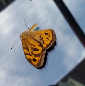 Heteronympha merope at Kambah, ACT - 29 Dec 2022 08:29 AM