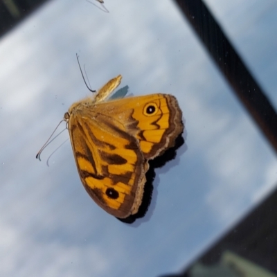 Heteronympha merope (Common Brown Butterfly) at Kambah, ACT - 29 Dec 2022 by GirtsO