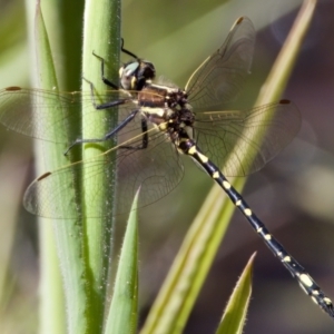 Synthemis eustalacta at Rendezvous Creek, ACT - 27 Dec 2022