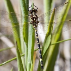 Synthemis eustalacta at Rendezvous Creek, ACT - 27 Dec 2022