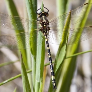 Synthemis eustalacta at Rendezvous Creek, ACT - 27 Dec 2022