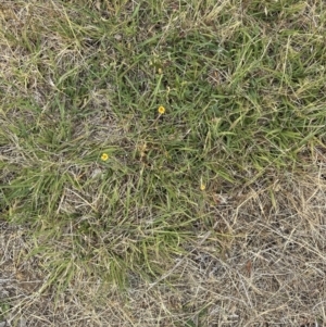 Zornia dyctiocarpa var. dyctiocarpa at Yarralumla, ACT - 29 Dec 2022