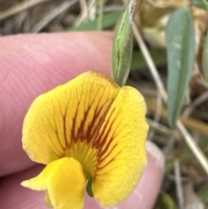 Zornia dyctiocarpa var. dyctiocarpa at Yarralumla, ACT - 29 Dec 2022