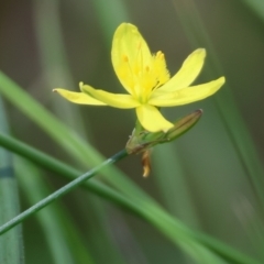 Tricoryne elatior (Yellow Rush Lily) at Wallagoot, NSW - 26 Dec 2022 by KylieWaldon