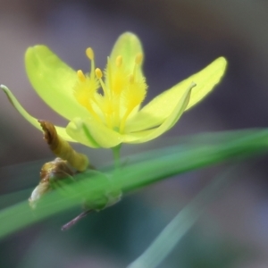 Tricoryne elatior at Wallagoot, NSW - 26 Dec 2022