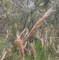 Austrostipa densiflora (Foxtail Speargrass) at Jerrabomberra, NSW - 28 Dec 2022 by Mavis