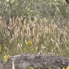 Austrostipa densiflora at Jerrabomberra, NSW - 29 Dec 2022