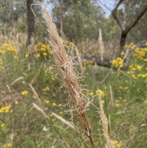 Austrostipa densiflora at Jerrabomberra, NSW - 29 Dec 2022 09:36 AM