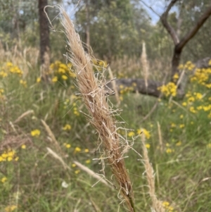Austrostipa densiflora at Jerrabomberra, NSW - 29 Dec 2022
