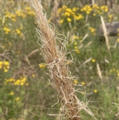 Austrostipa densiflora at Jerrabomberra, NSW - 29 Dec 2022