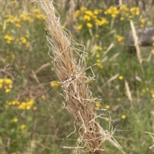 Austrostipa densiflora at Jerrabomberra, NSW - 29 Dec 2022