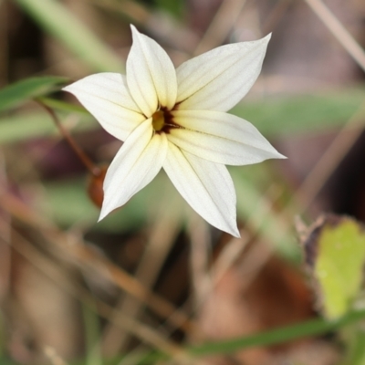 Sisyrinchium sp. (A Pigroot) at Kiah, NSW - 24 Dec 2022 by KylieWaldon