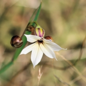 Sisyrinchium sp. at Kiah, NSW - 24 Dec 2022