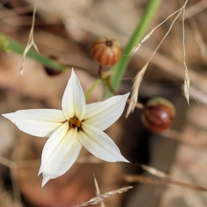 Sisyrinchium sp. at Kiah, NSW - 24 Dec 2022 09:21 AM