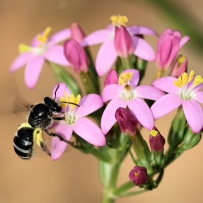 Lasioglossum (Chilalictus) sp. (genus & subgenus) (Halictid bee) at East Boyd State Forest - 23 Dec 2022 by KylieWaldon