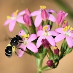 Lasioglossum (Chilalictus) sp. (genus & subgenus) (Halictid bee) at East Boyd State Forest - 23 Dec 2022 by KylieWaldon