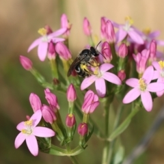 Lasioglossum (Chilalictus) sp. (genus & subgenus) at Kiah, NSW - 24 Dec 2022 09:23 AM