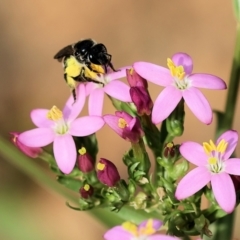 Lasioglossum (Chilalictus) sp. (genus & subgenus) at Kiah, NSW - 24 Dec 2022 09:23 AM