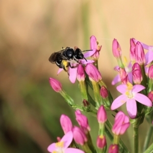 Lasioglossum (Chilalictus) sp. (genus & subgenus) at Kiah, NSW - 24 Dec 2022 09:23 AM