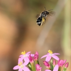 Lasioglossum (Chilalictus) sp. (genus & subgenus) at Kiah, NSW - 24 Dec 2022 09:23 AM