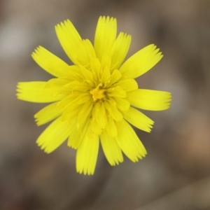 Hypochaeris radicata at Kiah, NSW - 24 Dec 2022