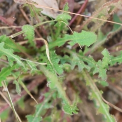 Hypochaeris radicata at Kiah, NSW - 24 Dec 2022 09:23 AM