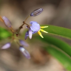 Dianella caerulea (Common Flax Lily) at Kiah, NSW - 23 Dec 2022 by KylieWaldon