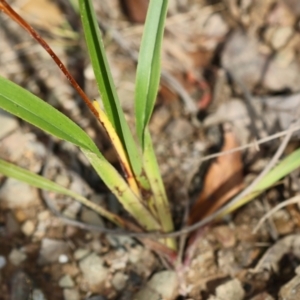 Dianella caerulea at Kiah, NSW - 24 Dec 2022 09:26 AM