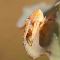 Araneinae (subfamily) (Orb weaver) at O'Connor, ACT - 23 Dec 2022 by ConBoekel