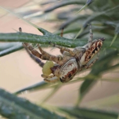 Opisthoncus grassator (Jumping spider) at O'Connor, ACT - 23 Dec 2022 by ConBoekel