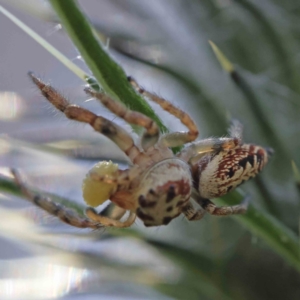 Opisthoncus grassator at O'Connor, ACT - 24 Dec 2022 10:57 AM