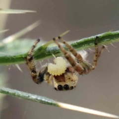 Opisthoncus grassator at O'Connor, ACT - 24 Dec 2022 10:57 AM