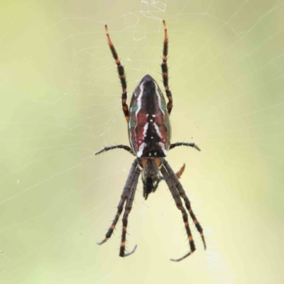 Plebs bradleyi (Enamelled spider) at Dryandra St Woodland - 24 Dec 2022 by ConBoekel