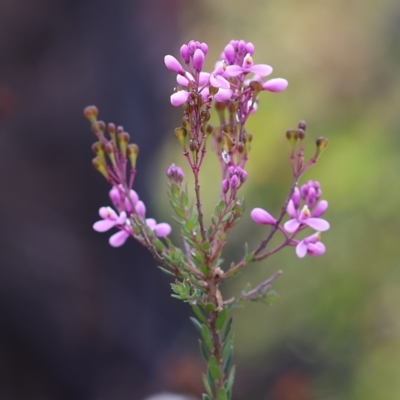 Comesperma ericinum (Heath Milkwort) at East Boyd State Forest - 23 Dec 2022 by KylieWaldon