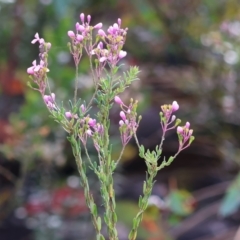 Comesperma ericinum at Kiah, NSW - 24 Dec 2022 09:42 AM