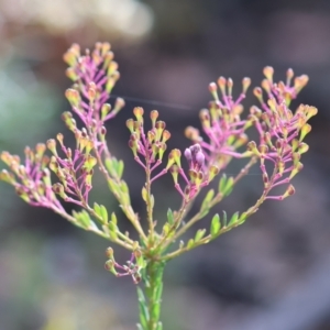 Comesperma ericinum at Kiah, NSW - 24 Dec 2022