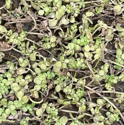 Callitriche stagnalis (Common Starwort) at Lower Cotter Catchment - 21 Dec 2022 by JaneR