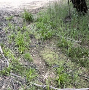 Callitriche stagnalis at Cotter River, ACT - 21 Dec 2022