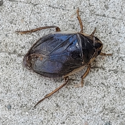 Unidentified Water beetle (several families) at Moorland, NSW - 29 Dec 2022 by trevorpreston
