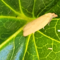 Unidentified Moth (Lepidoptera) at Nambucca Heads, NSW - 28 Dec 2022 by trevorpreston