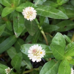 Alternanthera philoxeroides at Acton, ACT - 29 Dec 2022