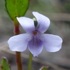Viola silicestris (Sandstone Violet) at Boolijah, NSW - 30 Nov 2022 by RobG1