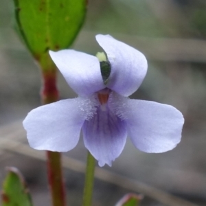 Viola silicestris at Boolijah, NSW - 30 Nov 2022