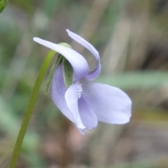 Viola silicestris at Boolijah, NSW - suppressed