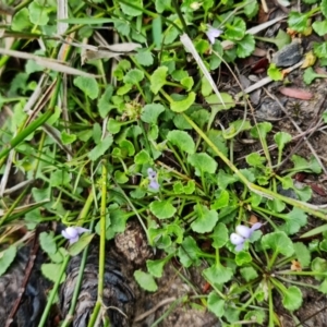 Viola silicestris at Boolijah, NSW - suppressed