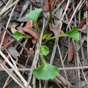 Viola silicestris at Boolijah, NSW - suppressed