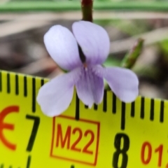 Viola silicestris at Boolijah, NSW - suppressed