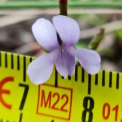 Viola silicestris at Boolijah, NSW - 30 Nov 2022